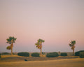 Central Cali Palms