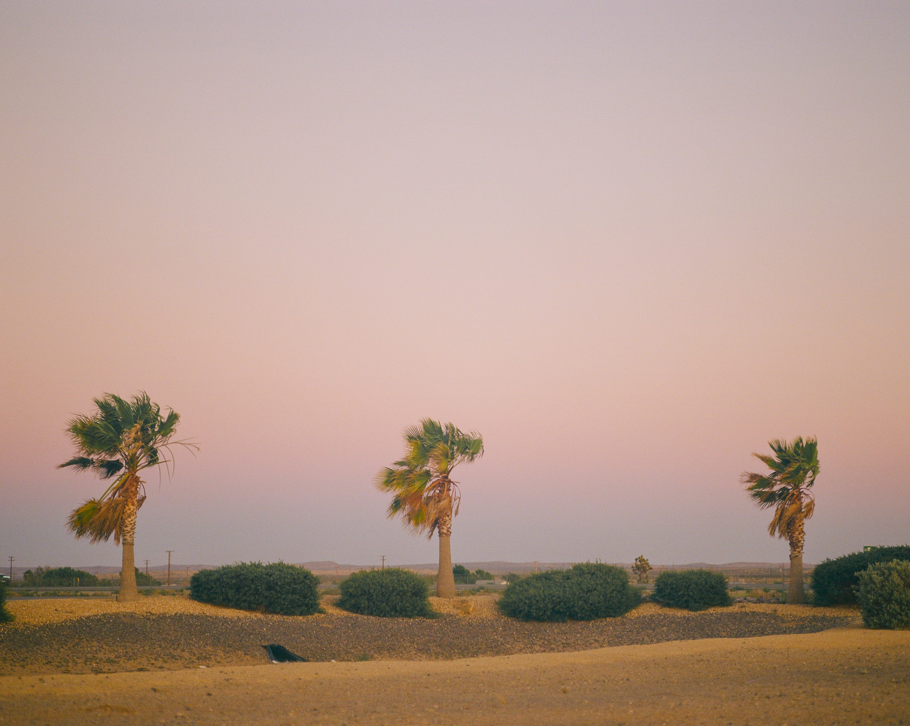 Central Cali Palms