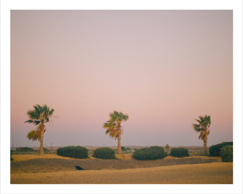 Central Cali Palms